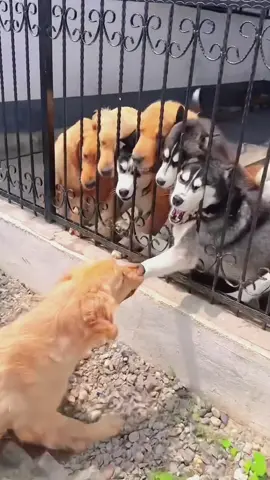 Try not to laugh when you watch 😂😂😂 #funny #dog #animals #funnyvideos #cat 
