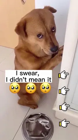 #dog #dogs #dogsoftiktok 