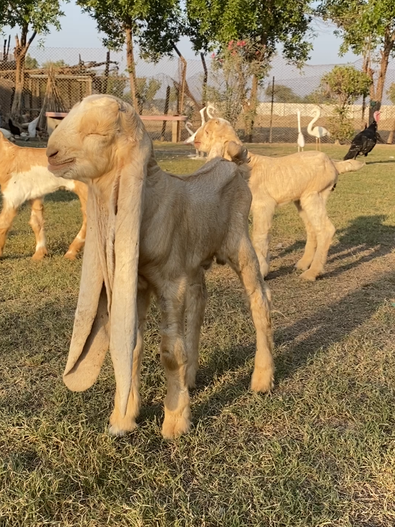 Baby Goats #fyp  #foryoupage  #trending  #viral 