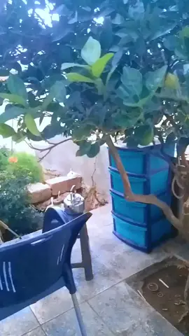 عشوارب الجميع العيتاني #شعب_الصيني_ماله_حل😂😂  #الاذقيه_طرطوس_الساحل_حلب_حمص_حماه_ 