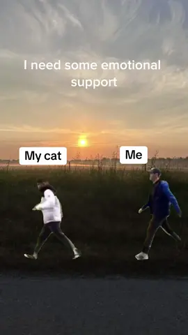 #funny #funnymeme #catladylife #MemeCut #Meme