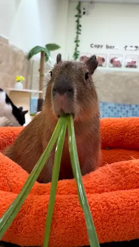 #capybara #loveyou #peace #cute 