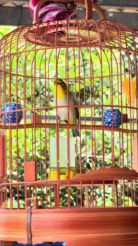 Anh em cho quả mái này ốp vào mặt xem thử líu không ạ #vanhkhuyen #khuyenliudau #khuyenliu 