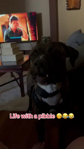 #greenscreenvideo #dogsoftiktok #funnydogs #needydogs Bub is quite demanding 😂😂