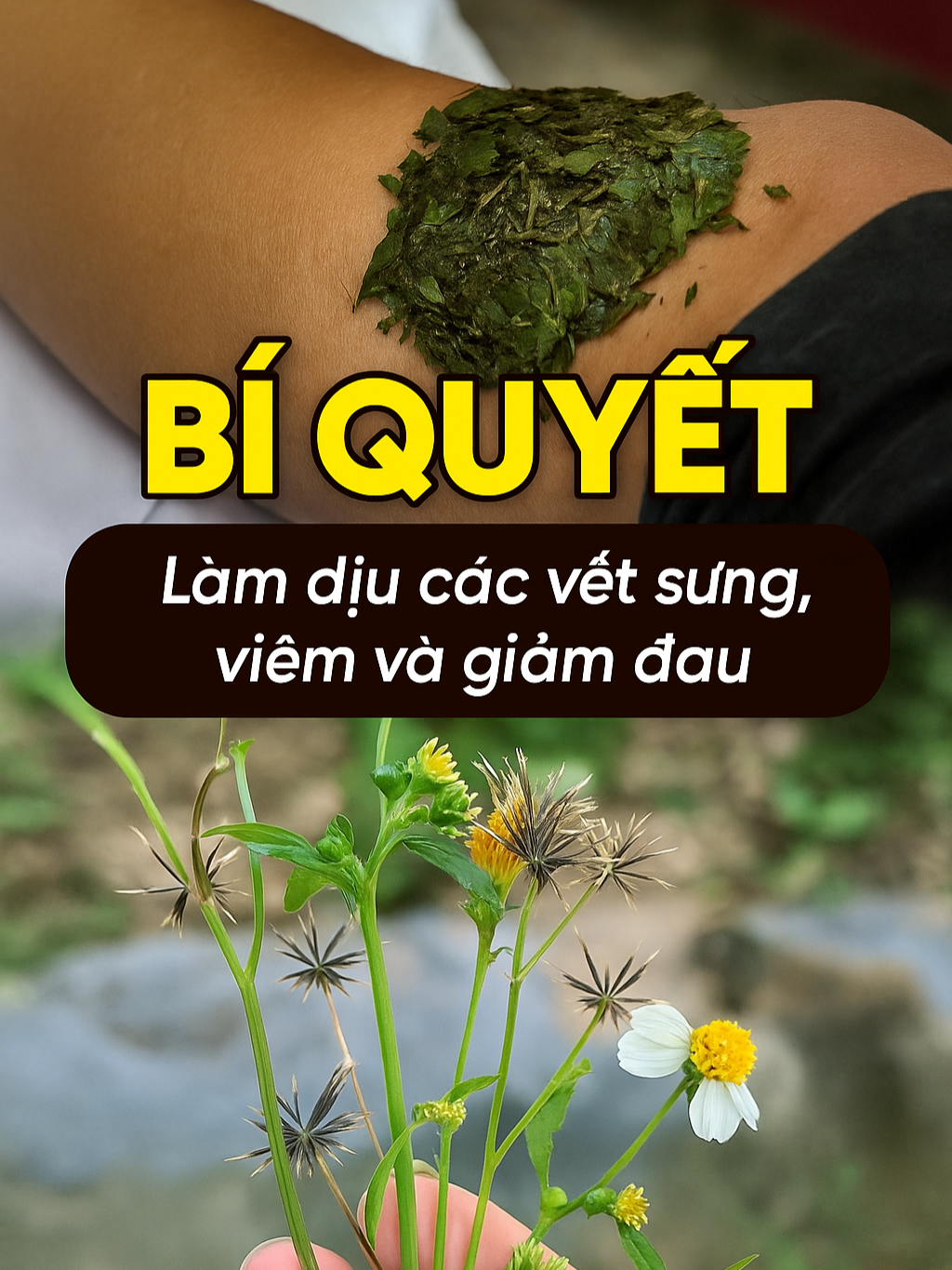 Công Dụng Chính Video này giới thiệu một bài thuốc dân gian từ cây đơn kim (Bidens pilosa), một loại cây mọc hoang rất phổ biến. Theo như những gì được truyền lại, cây đơn kim có công dụng chính là thanh nhiệt, giải độc và giảm đau. Đây là một phương pháp tự nhiên được sử dụng để hỗ trợ sức khỏe. Thành Phần Nguyên liệu để làm bài thuốc này rất đơn giản: Cây đơn kim (tân khô thảo): Loại cây dại dễ nhận biết bởi những hạt có gai bám vào quần áo. Cách Dùng Cách chuẩn bị và sử dụng bài thuốc này rất đơn giản: Bước 1: Thu hoạch một lượng vừa đủ cây đơn kim tươi. Bước 2: Rửa sạch cây, sau đó dùng chày hoặc cán dao để đập dập. Bước 3: Cắt nhỏ cây đơn kim đã đập dập và giã nát để tạo thành một hỗn hợp sền sệt. Bước 4: Trộn hỗn hợp này với một chút nước để có một hỗn hợp đồng nhất. Công Dụng Bổ Sung Giảm đau: Hỗn hợp từ cây đơn kim có thể được dùng để đắp ngoài da, giúp làm dịu các vết sưng, viêm và giảm đau. Thanh nhiệt, giải độc: Trong y học dân gian, cây đơn kim còn được dùng để sắc nước uống, giúp làm mát và giải độc cơ thể. Kháng khuẩn: Một số nghiên cứu cho thấy cây đơn kim có khả năng kháng khuẩn và kháng viêm nhẹ. Lưu Ý Quan Trọng Đây là phương pháp dân gian: Bạn nên sử dụng một cách có chừng mực và lắng nghe cơ thể mình. Đặc điểm nhận dạng: Cần cẩn thận để nhận dạng đúng cây đơn kim, tránh nhầm lẫn với các loại cây khác. Không thay thế thuốc: Bài thuốc này chỉ có tính hỗ trợ, không thay thế cho thuốc chữa bệnh.#suckhoechomoinguoi #baithuocdangianhay #hoaxuyenchi #meodangian #caycoxuoc