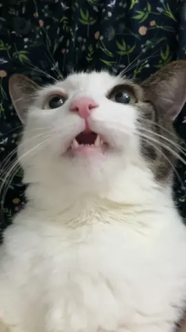 ❤️🎀🐟💨