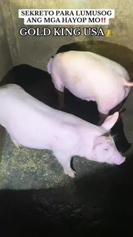 Sekreto ng mga nag aalaga ng baboy‼️ Gold kung USA✅ #goldking #goldkingusa #piggerybusiness #vitaminsforanimals #fyp 