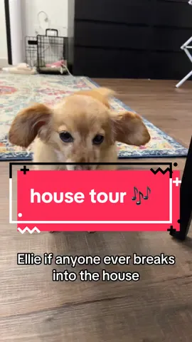As long as she gets a treat you’ll get the tour! #housetour #sabrinacarpenter 