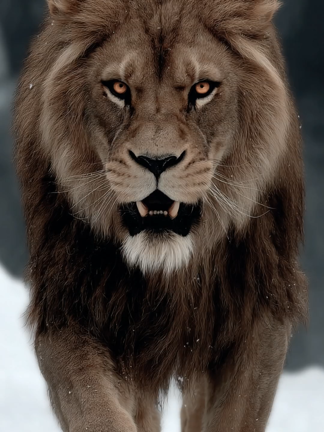 Live Wallpaper | Red Lion – Fire in Winter A colossal lion storms across a frozen valley, its fiery mane ablaze against the cold dusk. Breath erupts in steaming clouds, golden eyes burning with molten fury. Each step leaves deep, smoldering prints in the snow, as the setting sun ignites its crimson coat in defiance of winter’s grip. A living embodiment of elemental fire within the heart of ice. #lion #fireinwinter #elementalfury #PixVerse #livewallpaper