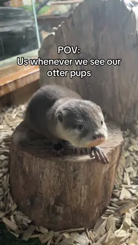 Otterly adorable 🦦🥹 #otter #sealife #cute 