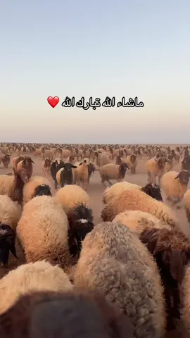 #اكسبلورexplore #ماشاءالله_تبارك_الله_اذكروا_الله #غنم_صنف 