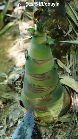 How Giant Bamboo is Turned into Delicious Noodles