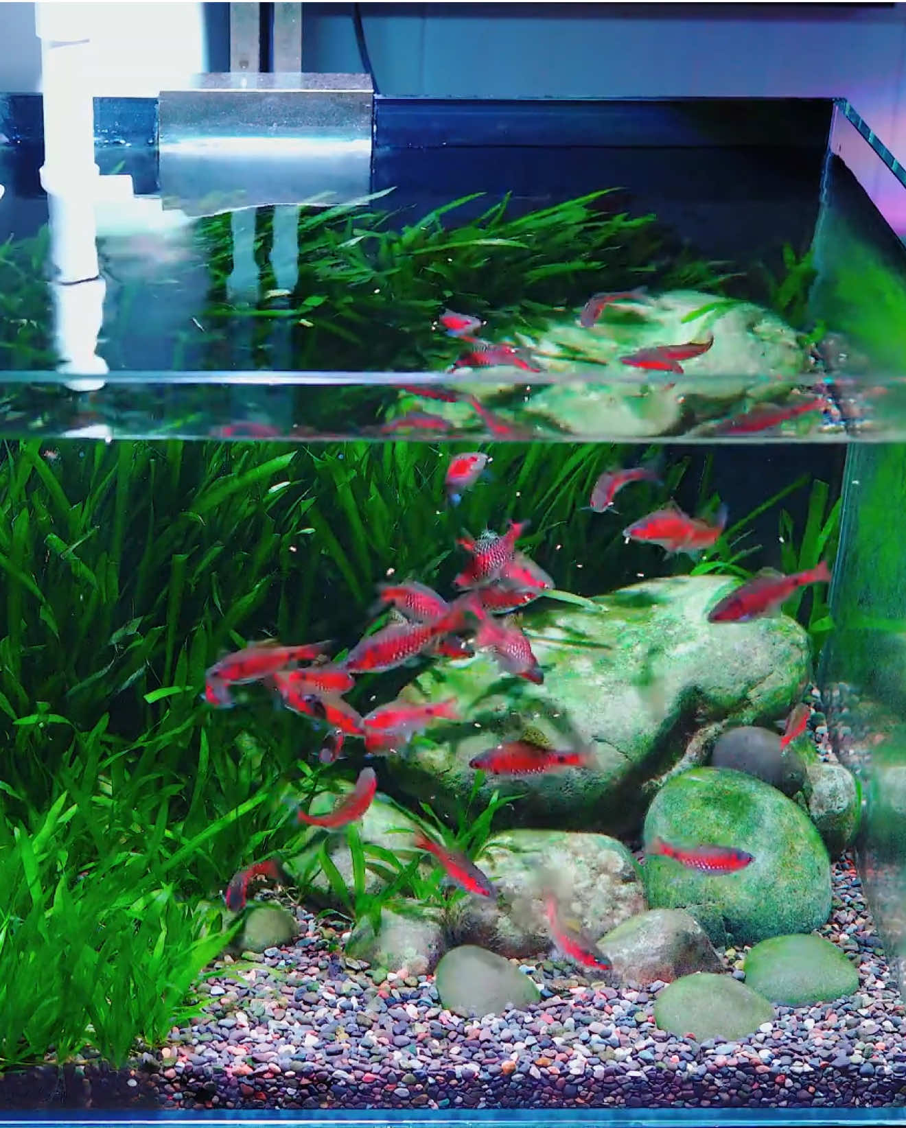 Cây hẹ thủy sinh đúng là loài cây “sinh sôi vô tận” 🌱. Cắt tỉa xong chỉ nửa tháng lại um tùm xanh mướt, che kín cả bể. Vừa tạo cảnh quan đẹp mắt, vừa lọc nước và làm chỗ trú ẩn cho cá 🐟. #hệthủysinh #cákiểng #bểcánhquan #cáthủySinh #câyhethuysinh