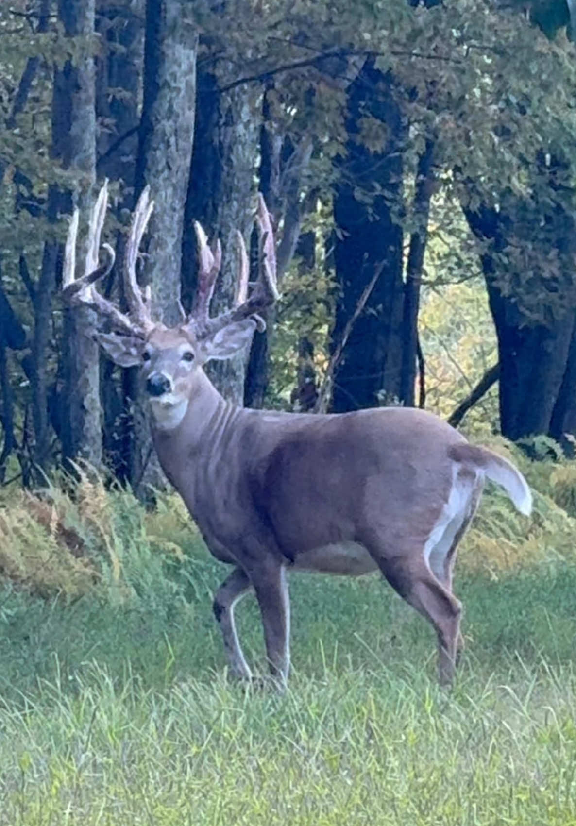 How long are his eye-guards?? #deer #whitetaildeer #cutedeer #hunting #deerhunting 