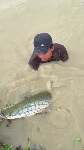 Unbelievable fisherman skills hunting a giant arapaima fish #fishing 