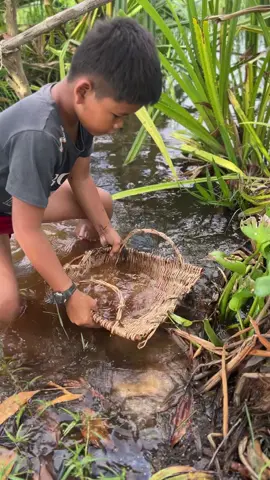 how founding betta fish @ village #bettafish #founding #fishingskills🎣