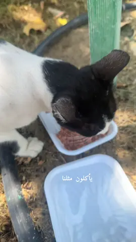 رفقا بكائنات ضعيفة تستحق منا كل العطف والحنان والرحمة 🤍