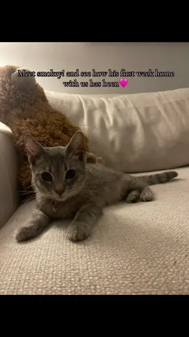FELV is apparently not talked about much and cat owners should be aware of what it is!!  Feline leukemia is a complex disease and there is not enough research on it. It can cause a variety of cancers and most cats who have it die 1-3 years after being diagnosed or are put down because you are not supposed to keep them with FELV-negative cats because the other cat can die from it. Almost all pounds will not take cats with FELV either and you aren’t supposed to release them because other strays could get infected as well.  Smokey was most likely given it from his mother at birth and has been living with it forever. We think he was dumped bc of his FELV.  I have kept him and my other cat Gingy seperate until his vet appt and vaccinations for this reason but there is always a chance he could give it to her even separated completely but it is mostly transmitted through saliva!  Everyone please keep Smokey in your prayers he is the sweetest most loving boy 🩷 #FELV #smokey #catsoftiktok #lesurepet #bows 