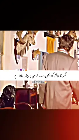 گھر کا فالتو کتا بھی جب کرسی پر بیٹھ جاتا ہے 🐶🙌😈🔥 #repost #allfriend #viewsproblem💔😔 #foryou #viralvideo 