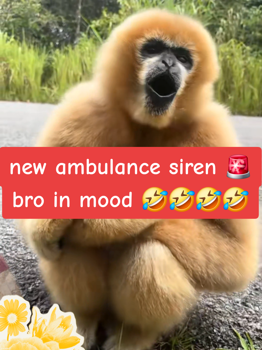 #duet with @Khoảnh khắc đáng yêu #khoanhkhacdangyeu/ #funnyvideos #mymood #trendingvideo 