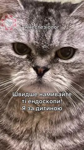 Part 2🐈🐈‍⬛ #anesthesiology #анестезіологія #анестезіологічнікотики #ендоскопія #cat 