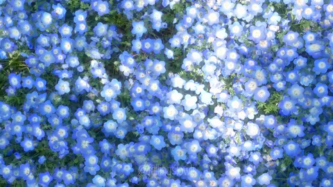 “Cho mình một ngôi sao hy vọng nhé.” Source: Canva Edit: fallingslowli  #nostalgia #chillvibes #nature #flowers #nemophila