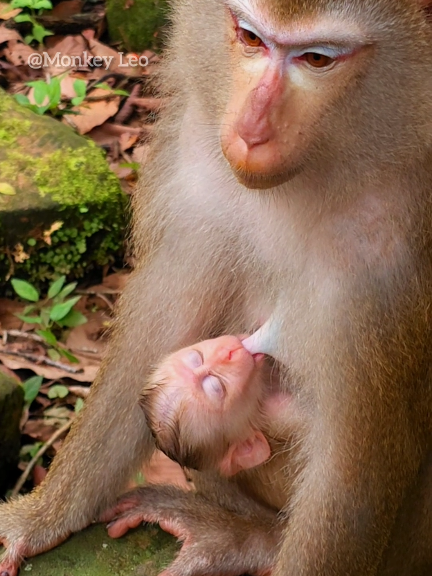 Luna is nursing warmly and breastfeeding baby Lynx. #monkey #babymonkey #monkeys #reelviral #tiktokusa 
