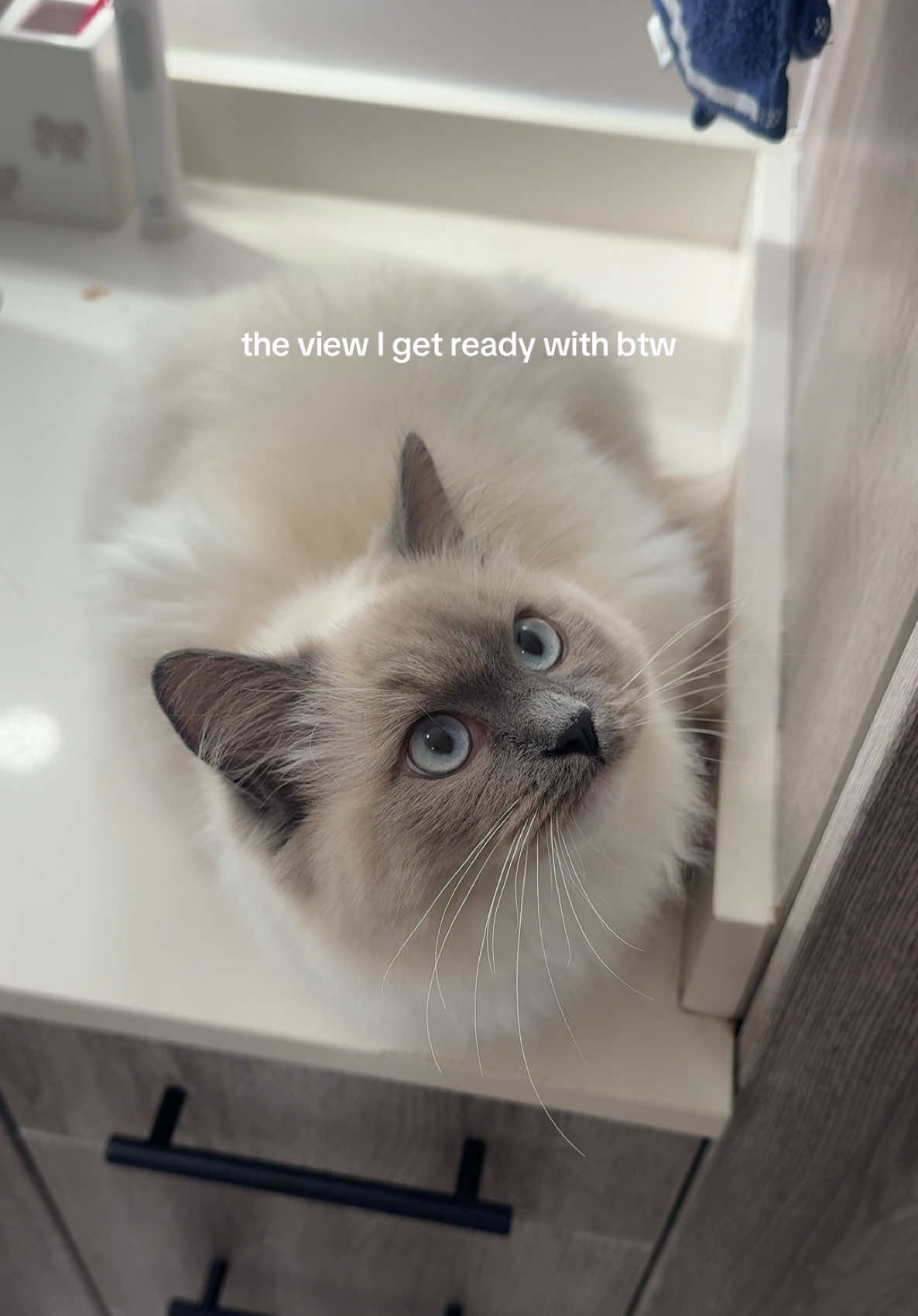 Show me a better view…I’ll wait 😻 #catsoftiktok #grwm #cattok #ragdoll #beautifulgirl 