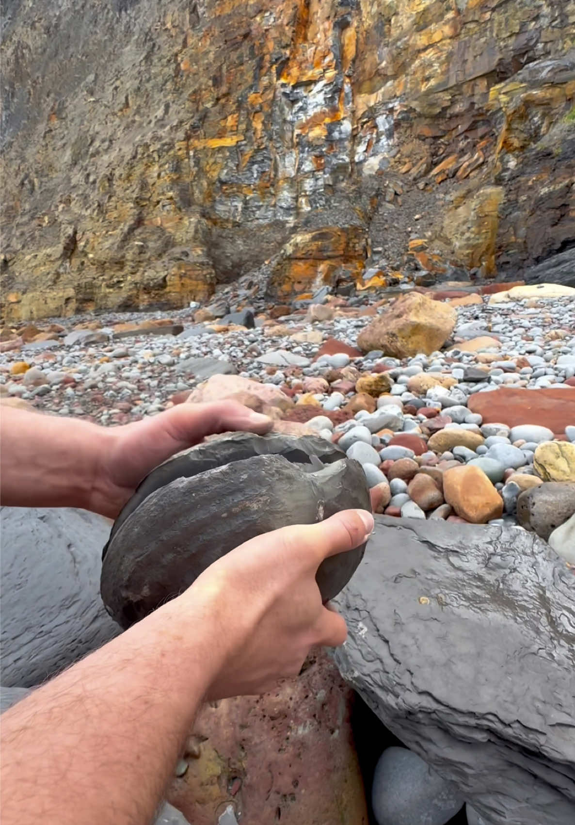 Searching for Jurassic fossils and crystal in loose blocks on a remote beach 🤯 What will be inside? Have a look at the Pyrite Nautilus fossil from our collection! 🏝️ We even found some Beautiful Eleganticeras Ammonites! 🌅🦕 Thanks for supporting our page! 🐊 #fossilhunting #rockbowling #ammonite #beachcombing #fyp