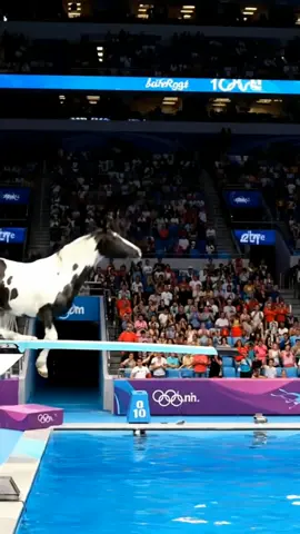Which horse dive better? #horse #olympics #olympiades #animals #ai 