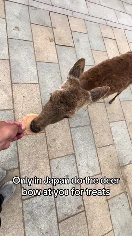 I love Nara Park #japan #deer #deertiktok #cute #traveltok 