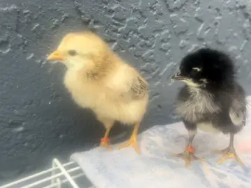 Meet the newest additions to the Pancoast flock and Rock You Doo Hair Studio! Everybody say hello to Symphony and happy feet! They are Mozart’s adopted babies. She has taken them in just fine and we are so proud of the mama she has become.  #Chicks #Foster #Rescued #Chickens #RockYourDoo
