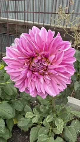 In my Flower Farmer era! #dahlias #thenativecowgirl #capcut #fyp #flowers