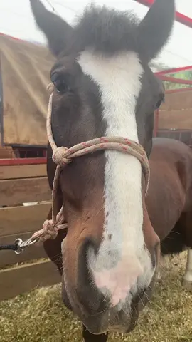 #semanadelachilanidad