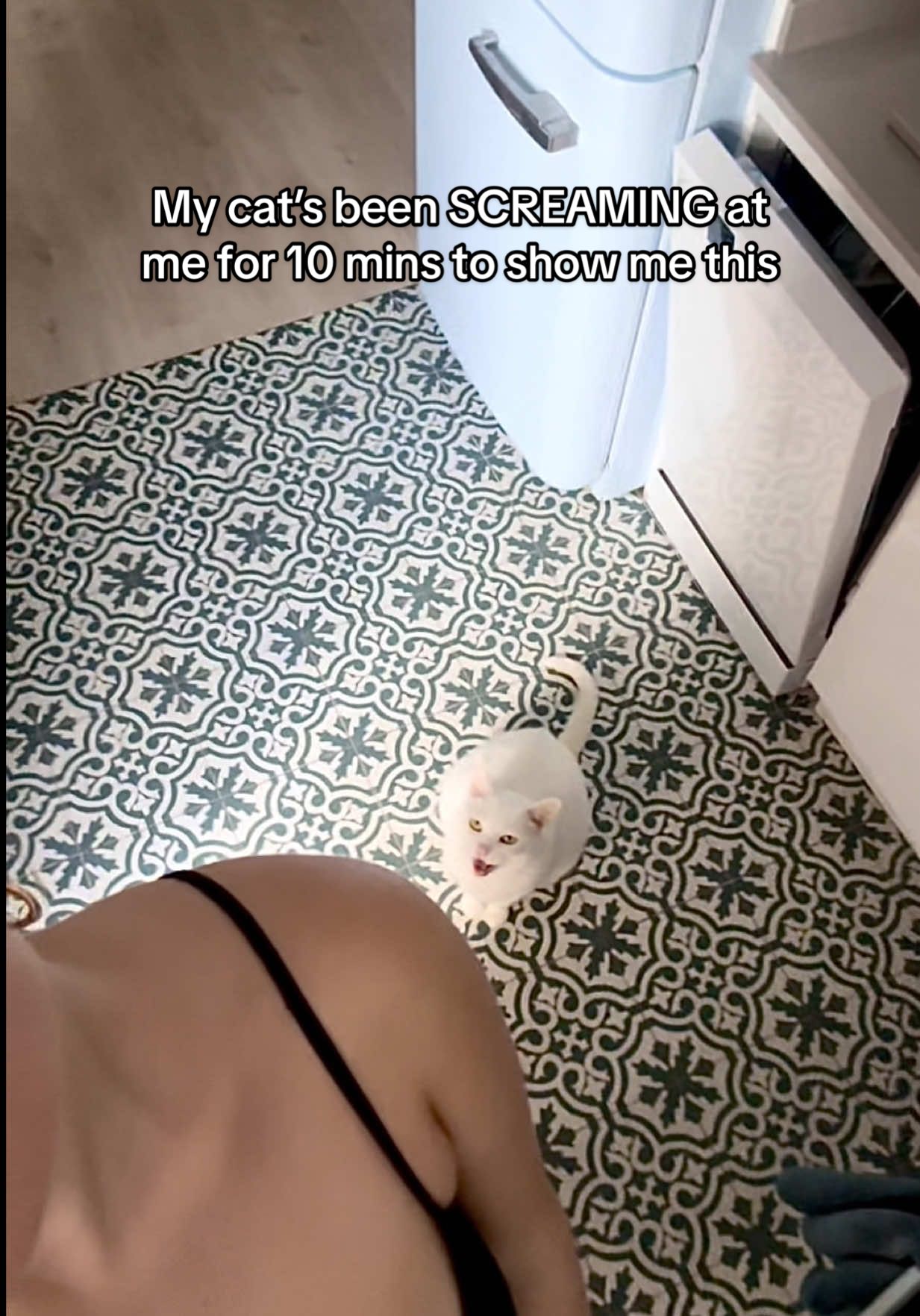 Like a toddler shouting HEY MOM LOOK AT MY NEW MOVE 🤸🏼✨  #catsoftiktok #funnycat #frontflip 