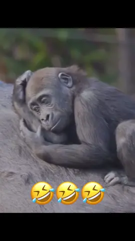 #شعب_الصيني_ماله_حل😂😂 #اكسبلور #ترند #كوميدي #😂😂😂 
