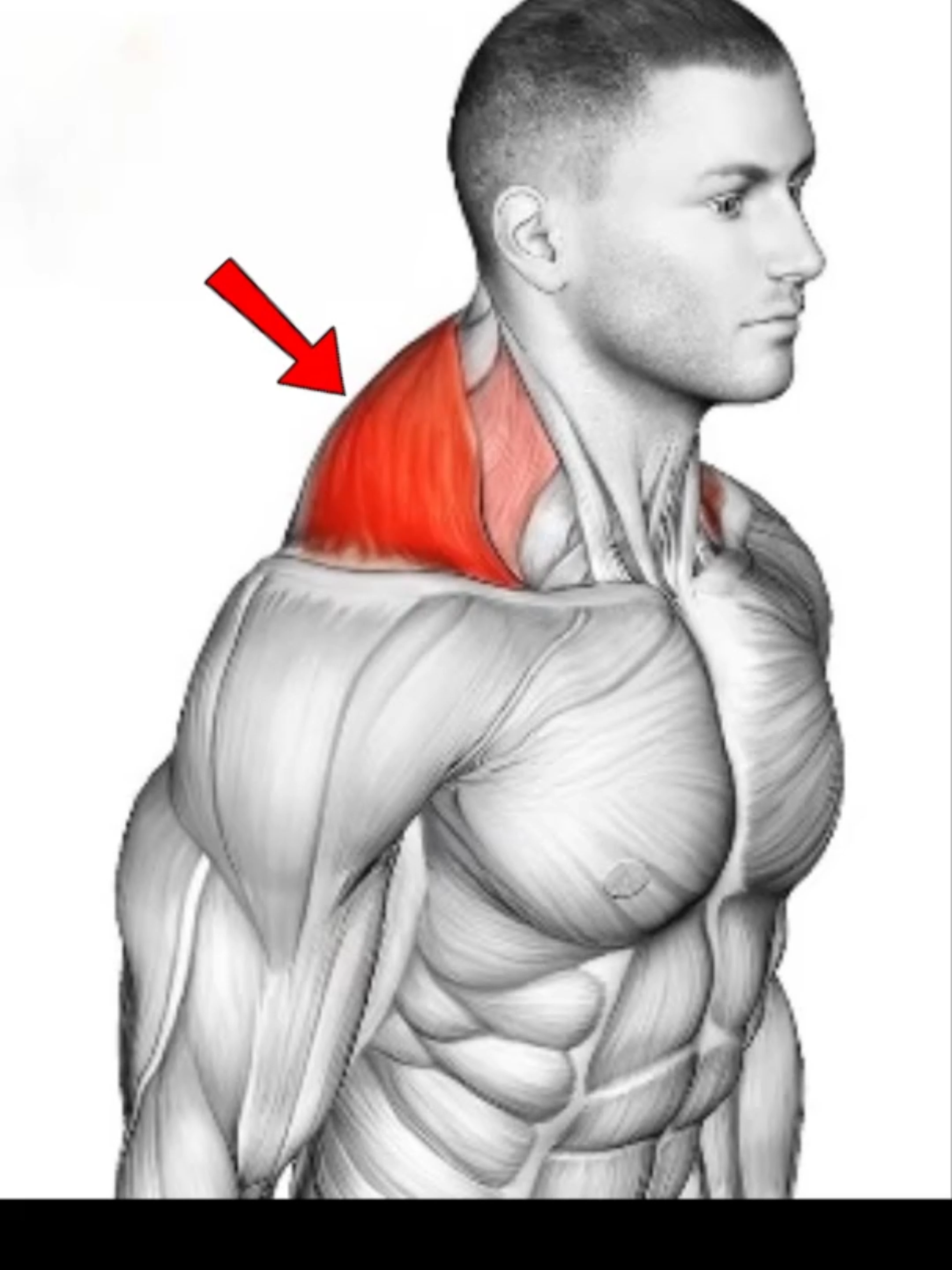 Traps Workout Routine for Massive Growth! 🔥 #exercise #Fitness #gym #GymTok #workout #muscle #musculation #homeworkout #Traps #Trapsworkout