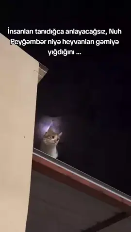 Mənim belimi dindar kimi görünən dinsizlər qırdı .(