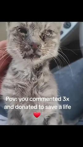 In the middle of the road, this poor soul was about to be hit by a car — luckily the driver noticed just in time. I rushed to pick him up immediately… 👁 Severe eye infection 🦠 Calici virus in the mouth 💉 Needs a week of IV treatment 🚫 Body fully dehydrated after days without food 🩸 Bleeding gums 📍 He must stay at the clinic for at least a month. The total cost is $300 So far, only 10 people have stepped forward to help… 🙏 Please, if you can, support his treatment or simply share his story. Even the smallest help means a chance at life. #repost #catsoftiktok #catrescue #rescuekittens #catsfollowers #cats #straycatsoftiktok #communitysupport #catstiktok #unitedkingdom #usa #europe #germany #switzerland #furryfriends