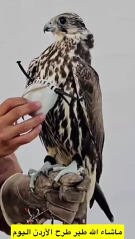 #بسم_ماشاءالله_تبارك_الرحمن #طرح #الجفر #الاردن #اكسبلورexplore 