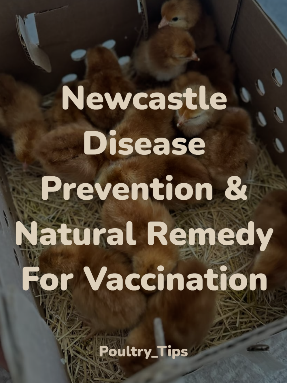 Newcastle Disease Prevention & Natural Remedy For Vaccination #chickens #rooster #birdlovers #farmfun #creatorsearchinsights 