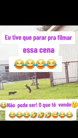 #animalesgraciosos #salto  #fail  #pet  #funnyfail 