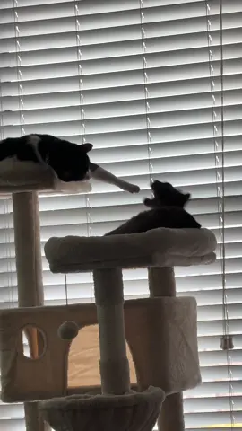 “I’m not touching you”🤣 #catsoftiktok #cattok #funnycat #siamese #cat 