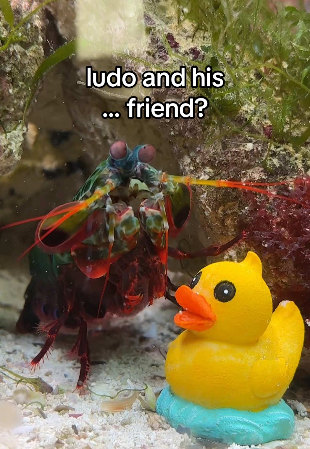 ludo and his little rubber ducky friend! (yes i know all my videos are of ludo atm. im moving nanas tank this weekend so there will be more of her tank soon!) #ludothemantisshrimp #peacockmantisshrimp #mantisshrimp 