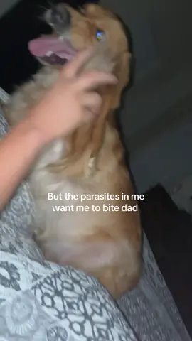 Lassie has a dark side #fyp #goldenretriever #trending #doglife 
