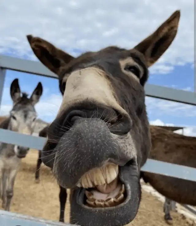 #foryoupage donkey funny pic 🤣😂#sportmyaccount #foryoupage #foryoupage #foryoupage 