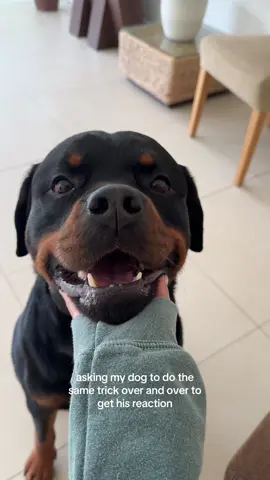 he said “that’s enough 👋🏻” #rottweiler #funny #dog 