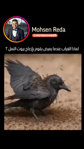 عندما يشعر الغراب بالمرض ، فإنه يذهب إلى عش النمل ويقوم باغضاب النمل عمدا حتى يغضب النمل ويبدأ في التسلق على الغراب. لكن لماذا الغراب لا يتحرك ولا يقاوم لالعكس يبقى هادئا ويقوم بفتح جناحيهه حتى يقوم النمل بالتسلق عليه ثم يرش حمض الفورميك على الغراب . يساعد هذا الحمض على إزالة الجراثيم والفطريات والطفيليات، وتسمى هذه الظاهرة بإسم 