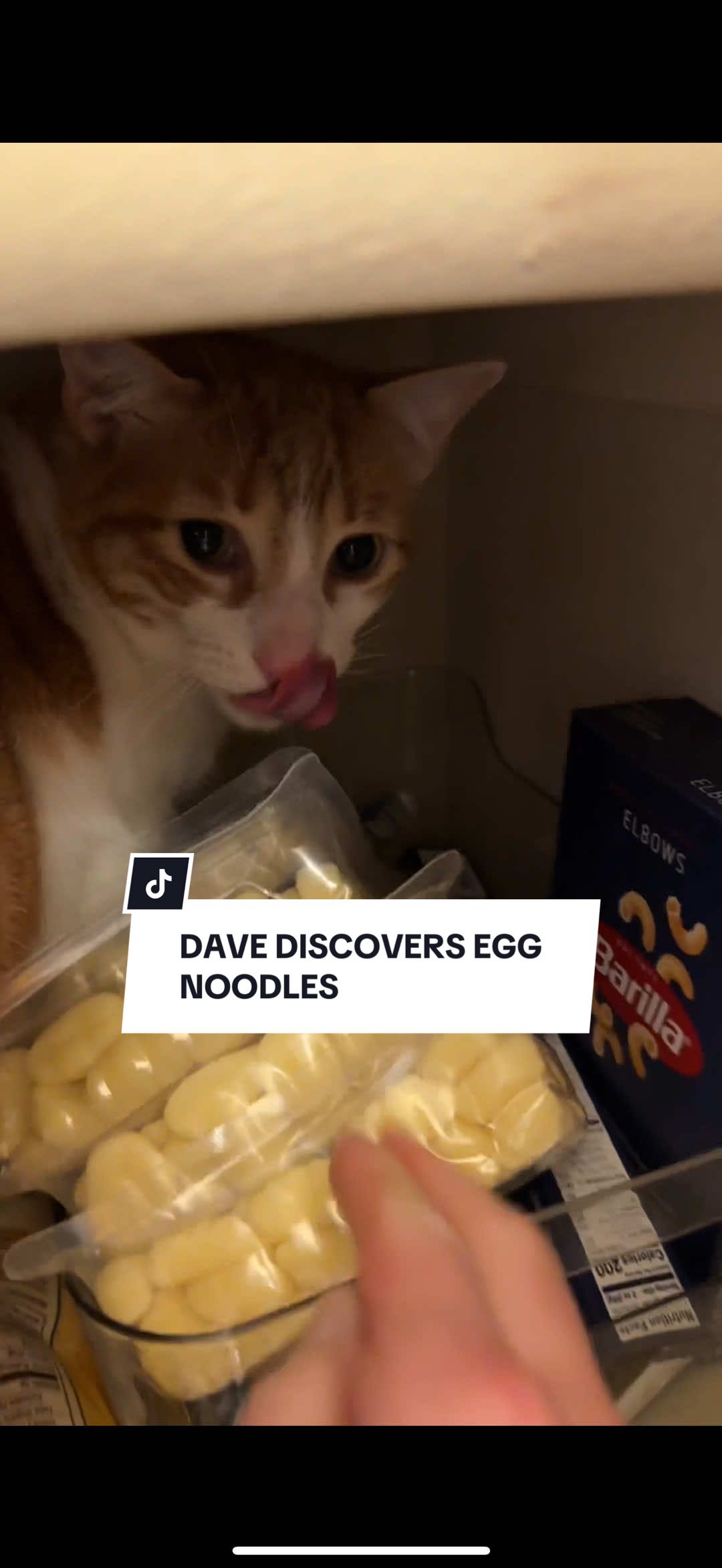 The horrors walk among us, disguised as egg noodle-eating oranges #davethecat #orangecat #petlife 