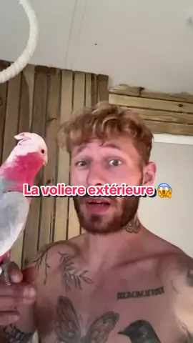 Gros chantier en cours : je réaménage la volière extérieure 😱#perroquet 